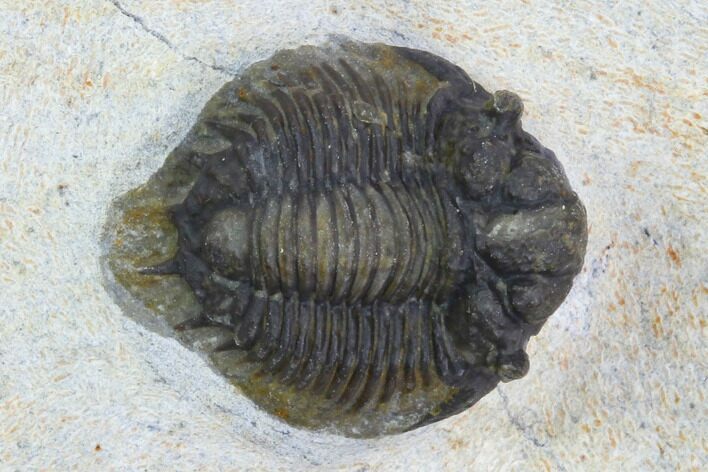 Acanthopyge Trilobite - Morocco #126920